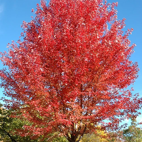 Acer x freemanii 'Autumn Blaze'' (Érable de Freeman ‘Autumn Blaze’)