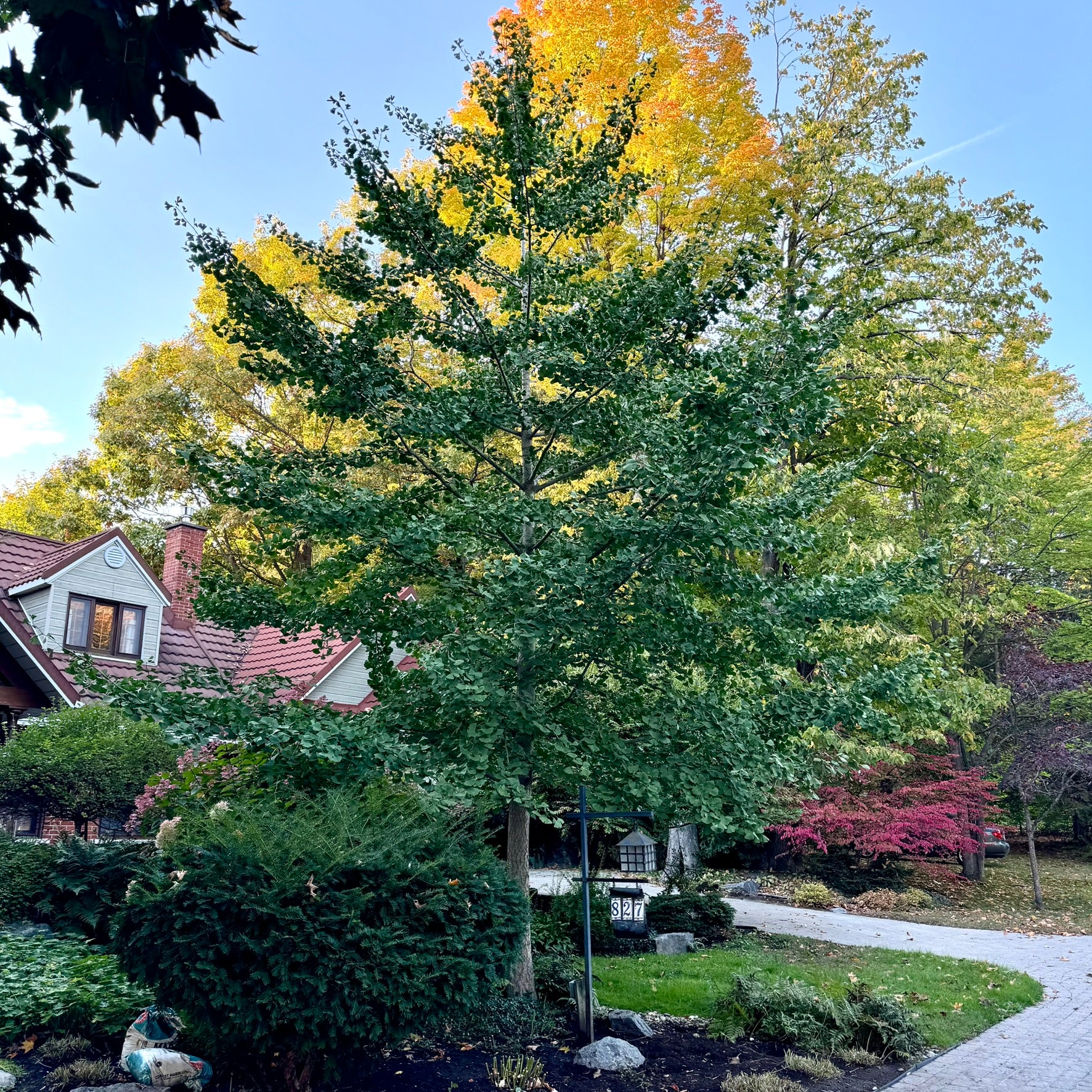 Ginkgo biloba (Ginkgo bilobé)