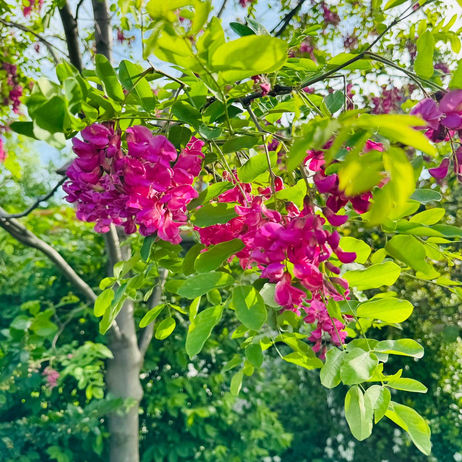 Robinia pseudoacacia 'Purple Robe' (Robinier faux-acacia ‘Purple Robe’)