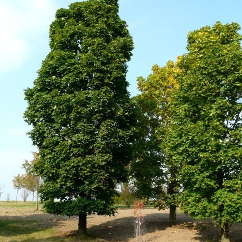 Acer platanoides 'Columnare' (Érable de Norvège ‘colonnaire’)