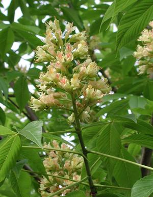 Aesculus x arnoldiana 'Autumn Splendor' (Marronnier ‘Autumn Splendor’’)