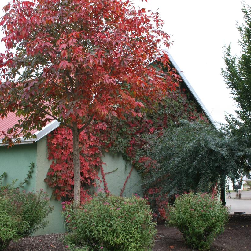 Aesculus x arnoldiana 'Autumn Splendor' (Marronnier ‘Autumn Splendor’’)