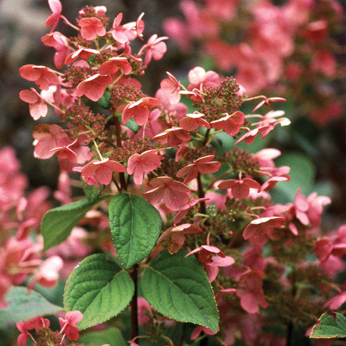 Hydrangea paniculata 'Quick Fire' (sur tige) (Hydrangée paniculée sur tige‘Quick Fire’)