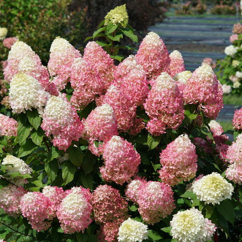 Hydrangea paniculata 'Quick Fire Fab' PW (Hydrangée paniculée ‘Quick Fire Fab’)