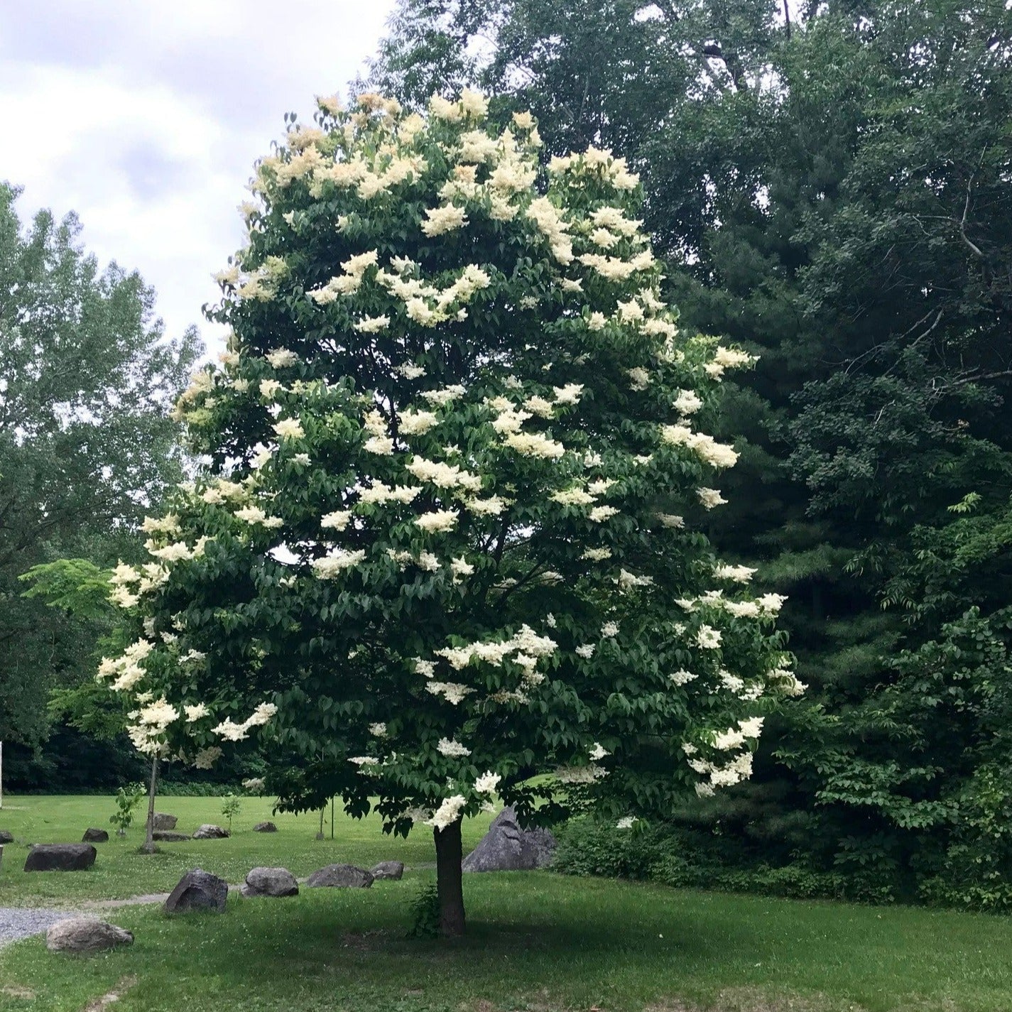 Syringa reticulata 'Ivory Silk' (Lilas du Japon ‘Ivory Silk’)