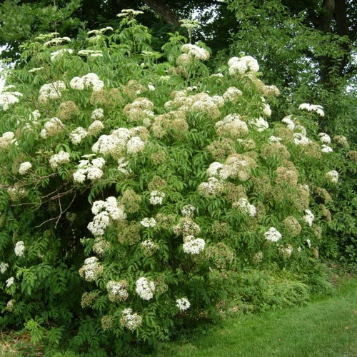 Sambucus canadensis (Sureau du Canada)