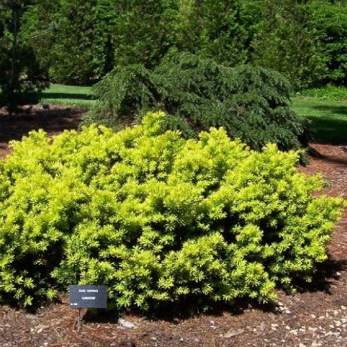 Taxus cuspidata aurea 'Nana' (If nain du Japon doré)