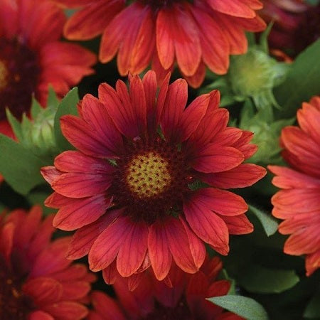 GAILLARDIA grandiflora ‘Mesa Red’