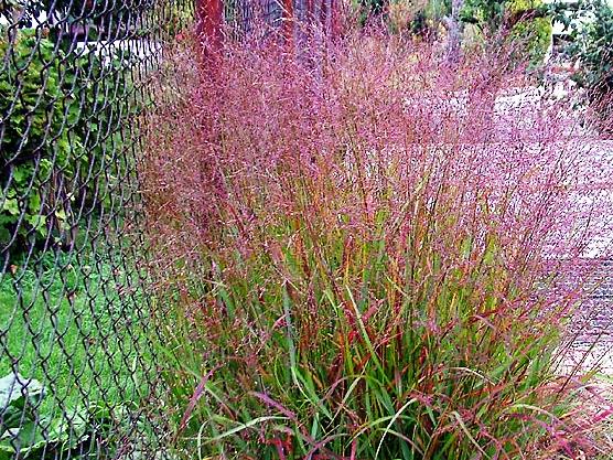 PANICUM virgatum ‘Rotstrahlbusch’