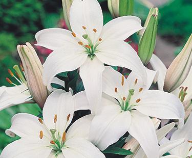 LILIUM asiatique ‘Tiny Nanny’