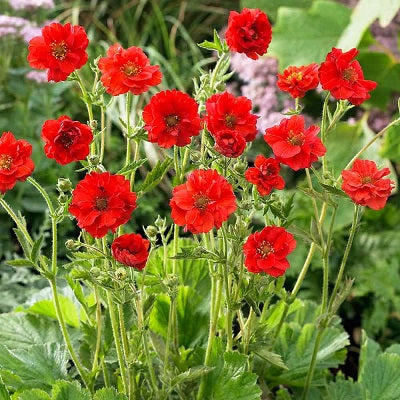 GEUM ‘Mrs Bradshaw’