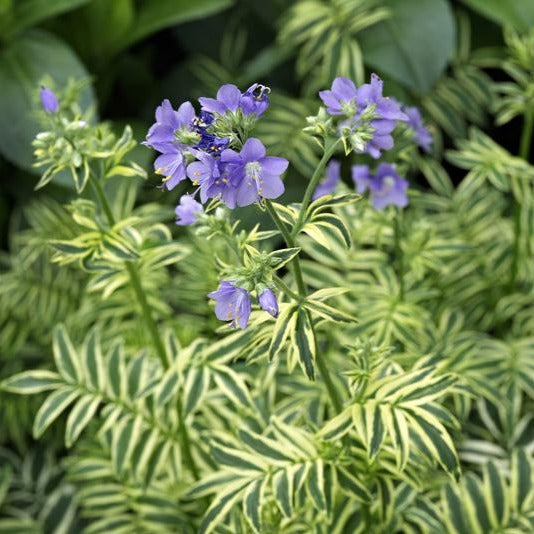 POLEMONIUM caeruleum ‘Brise d’Anjou’