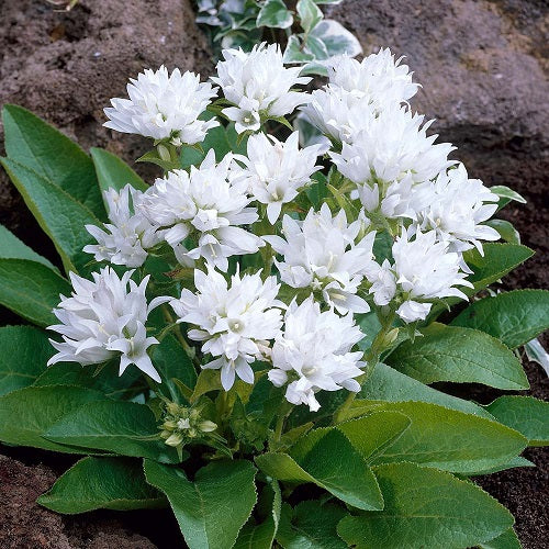 CAMPANULA glomerata ‘Alba’