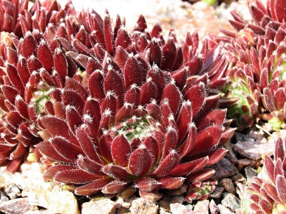 SEMPERVIVUM ‘Georgette’