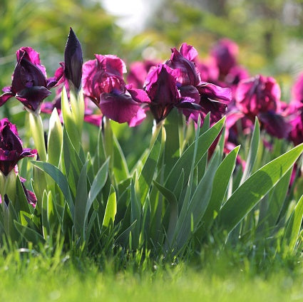 IRIS pumila ‘Cherry Garden’