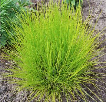 DESCHAMPSIA flexuosa ‘Tatra Gold’