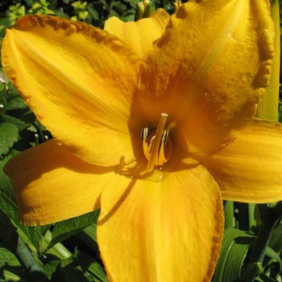 Hemerocallis 'Chicago sunrise'