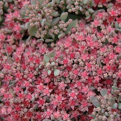 SEDUM spectabile ‘Rocky’