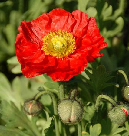 PAPAVER orientale ‘Spring Fever Red’