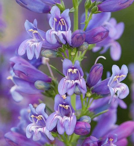 PENSTEMON digitalis ‘Delft Blue Riding Hood’