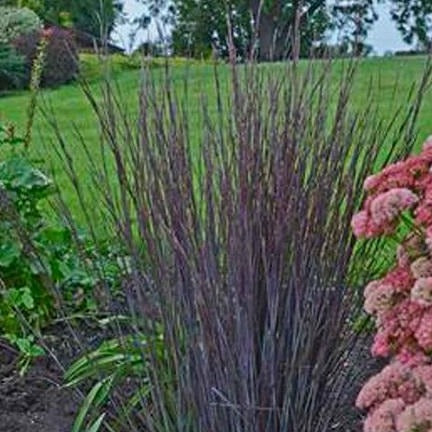 SCHIZACHYRIUM ‘Smoke Signal’