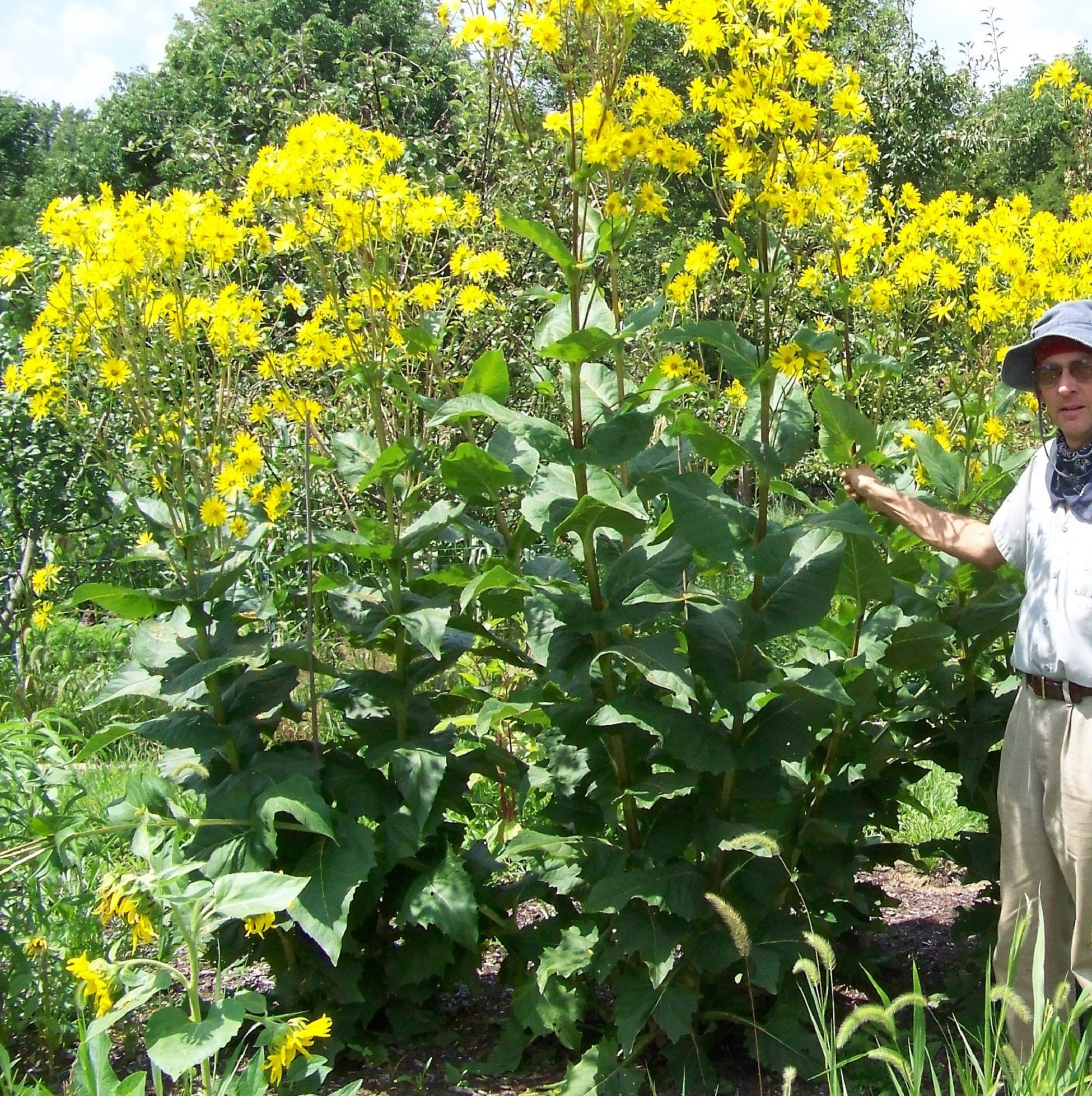 SILPHIUM perfoliatum