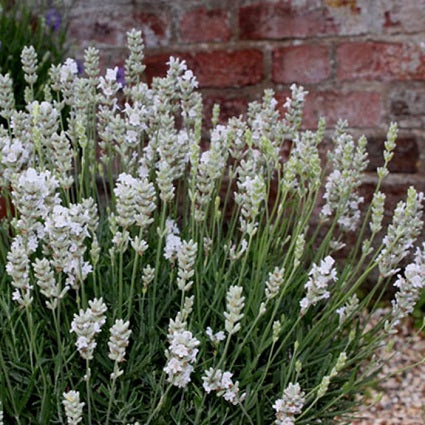 LAVANDULA ‘Artic Snow’