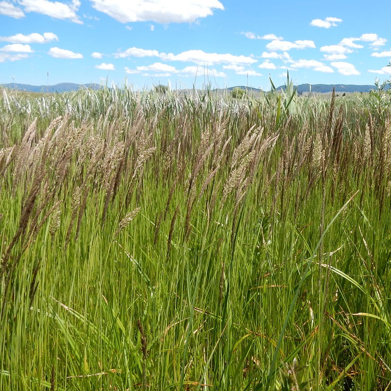 CALAMAGROSTIS acutiflora ‘Stricta’