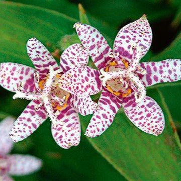 TRICYRTIS hirta ‘Miyazaki’