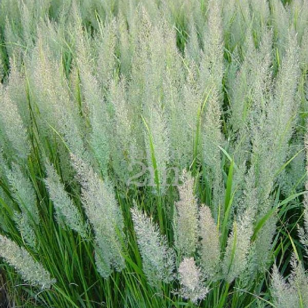 CALAMAGROSTIS ‘Brachytricha’