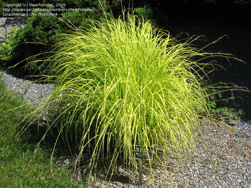 CAREX elata ‘Bowles Golden’