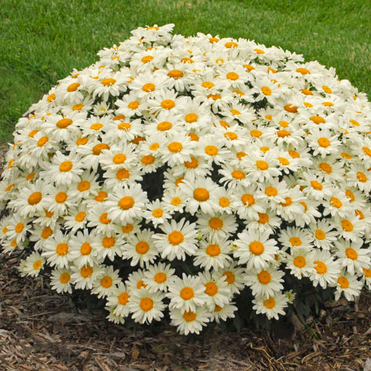 LEUCANTHEMUM ou Chrysanthemum ‘Whoops a daisy’