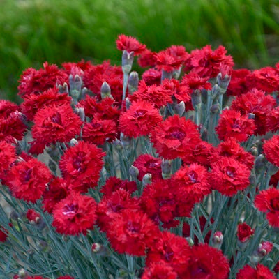 DIANTHUS ‘Maraschino’