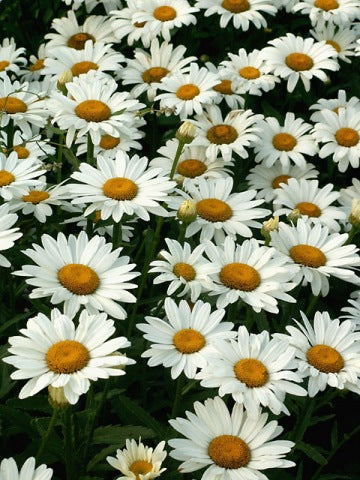 LEUCANTHEMUM ou Chrysanthemum ‘Brightside’