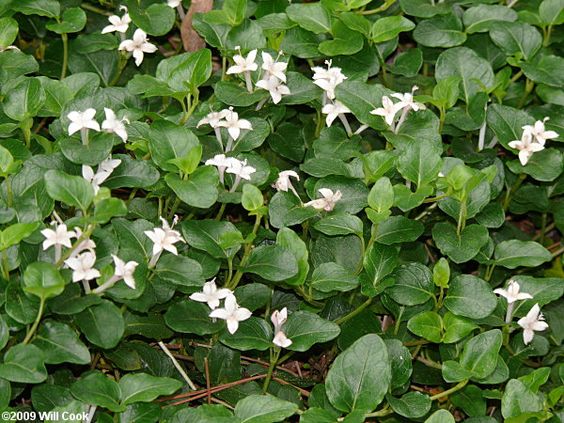 MITCHELLA repens