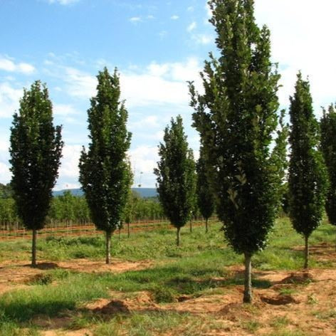 Quercus robur 'Regal Prince' (Chêne hybride ‘Regal Prince’)