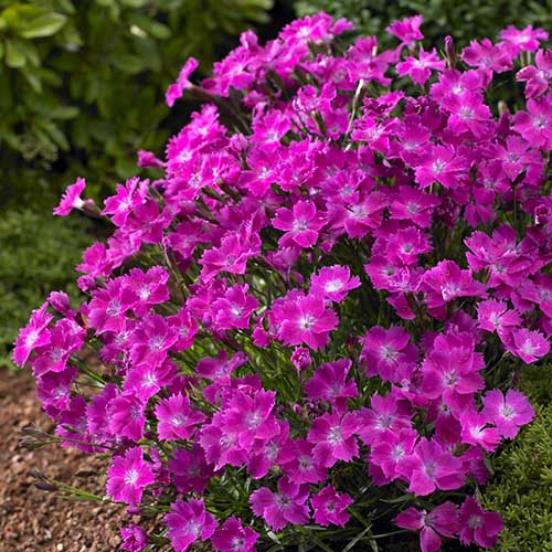 DIANTHUS ‘Kahori’