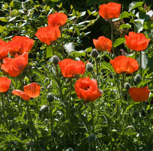 PAPAVER orientale ‘Prince of Orange’