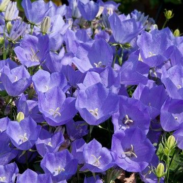 CAMPANULA carpatica ‘Rapido bleu’