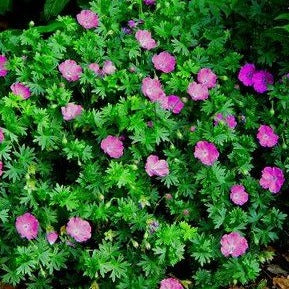 GERANIUM sangineum ‘Max Frei’