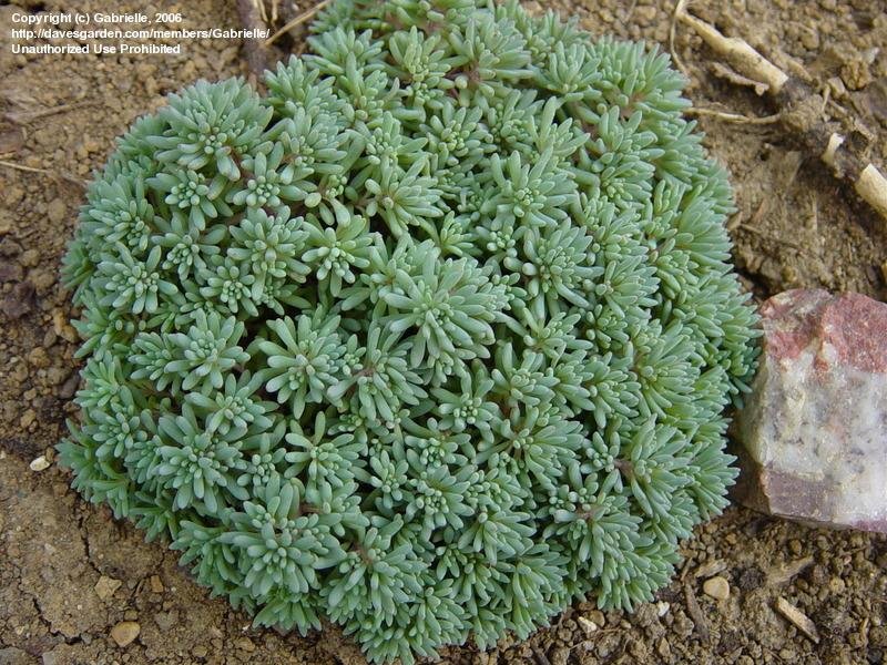 SEDUM album ‘Blue Carpet’