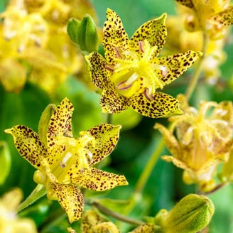 TRICYRTIS ‘Golden Festival’