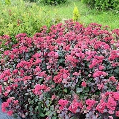 SEDUM telephium ‘Red Cauli’