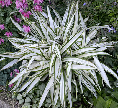 CAREX siderosticha ‘Snow Cap’