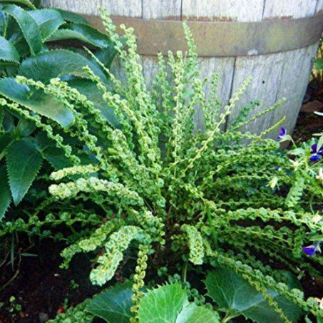 ATHYRIUM filix femina ‘Frizelliae’