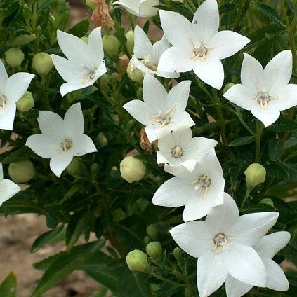 PLATYCODON grandiflorus ‘Astra White’