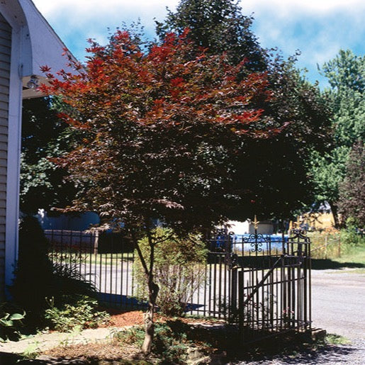 Acer palmatum 'Bloodgood' (Érable japonais ‘Bloodgood’)