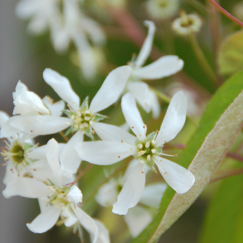 Amelanchier 'Princess Diana' (Amélanchier hybride ‘Princess Diana’)