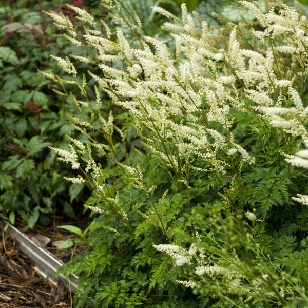 ARUNCUS aethusifolius