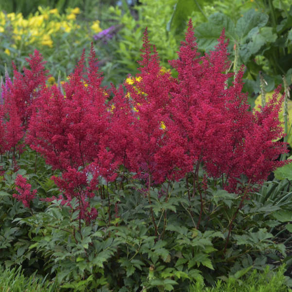 ASTILBE  arendsii ‘Red Sentinel’